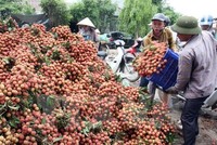 Xoài Nhật được bán tại thị trường Việt với giá 1,7 triệu đồng/quả