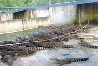 Cá sấu ở Sài Gòn bị bỏ đói vì rớt giá