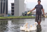 Người Hà Nội chăn vịt ở khu đô thị ngập quanh năm