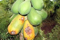 Rất ít người mua nên đu đủ già, chín rục ngoài vườn của người dân ở huyện Hồng Ngự, tỉnh Đồng Tháp. Ảnh: Bình Tân