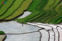 Mù Cang Chải đẹp lung linh mùa đổ nước