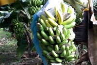 Trung bình các vườn chuối 'cầu cứu' có sản lượng 150 tấn trong đợt thu hoạch này.