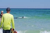 Cá mập lên bờ, du khách nữ té nước đuổi 