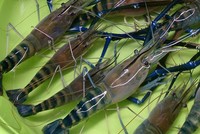 Nhà báo Trung Quốc bỏ nghề đi nuôi tôm thành triệu phú