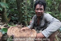 Trèo cây cổ thụ lấy nấm chò, thu tiền triệu mỗi ngày