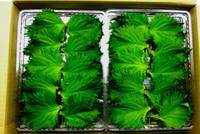 Những nông sản Việt 'đắt như vàng' khi xuất sang Nhật