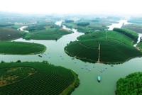Đi trốn nóng ở ốc đảo chè đẹp mê hồn xứ Nghệ