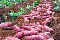 Nông dân miền Tây lại điêu đứng vì khoai lang rớt giá