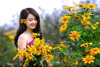 Ba điểm 'săn' hoa dã quỳ hot nhất mùa thu năm nay