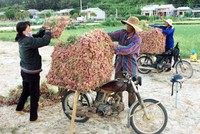 Nông dân Lý Sơn thu hoạch hành tại ruộng. Ảnh: Thạch Thảo