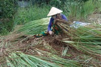 Giá rớt mạnh khiến người trồng sả phải tự thu hoạch để tiết kiệm chi phí.