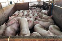 Giá heo tại Đồng Nai đang lao dốc về gần mức thấp kỷ lục do chịu tác động bởi thông tin 4.000 con heo tiêm thuốc an thần tại TP HCM. Ảnh: Sơn Hòa