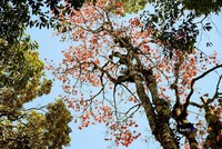 5 điểm ngắm lá phong đỏ ngay ở Việt Nam