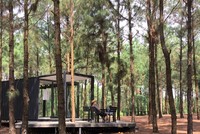 Khu rừng thông bên hồ - điểm chơi cuối tuần gần Hà Nội