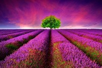 Thị trường tài chính 24h: Tiền đầu cơ nhập cuộc