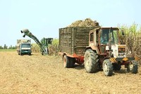 BHS chi hơn 57 tỷ đồng “gom trọn” cổ phần đấu giá của Mía đường Tây Ninh