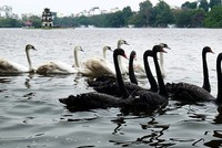 Phiên chiều 6/2: “Thiên nga đen” và chuyện chứng khoán ngày Tết