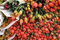 Hà Lan là một trong những thị trường nhập khẩu hoa lớn nhất của Việt Nam.