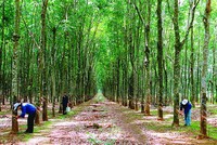 Cổ phiếu cần quan tâm ngày 8/3