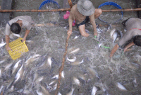 Mặc dù có rào cản mới, xuất khẩu cá tra năm 2018 vẫn có thể đạt mức gần 2  tỷ USD