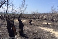 Khu vực rừng phi lao phòng hộ ven biển tại Mỹ An bị cháy. (Ảnh: Phạm Kha/TTXVN).