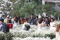 Người Hà Nội chen chân chụp ảnh trong vườn cúc hoạ mi