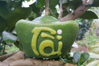 Bưởi thỏi vàng có giá lên tới cả triệu đồng một trái (tùy kích cỡ). Ảnh: NVCC.