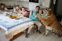 Cuộc sống của đại gia đình với 7 chú hổ to hơn người