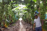 Thaco đăng ký mua gần 70 triệu cổ phiếu HNG