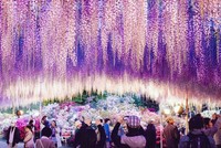 Thiên đường hoa tử đằng nở rộ ở Nhật Bản