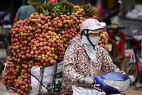 Nhiều tiểu thương khẳng định loại vải họ bán là "vải thiều Lục Ngạn, Thanh Hà". Ảnh minh họa.