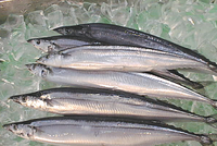 Cá thu đao, đặc sản mùa lá đỏ ở Nhật Bản