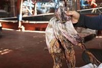 Mực xà Việt bị ùn ứ tại cảng. Ảnh: Đắc Thành.