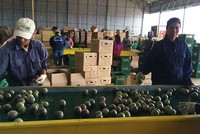 Giá cổ phiếu HNG leo đỉnh, Hoàng Anh Gia Lai muốn bán bớt 60 triệu cổ phiếu