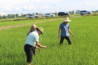 Ảnh: Báo Nghệ An.