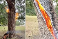 Thân cây tách đôi bốc cháy từ bên trong