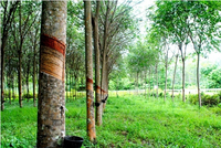 Cao su Phước Hoà (PHR) hoàn thành 96% kế hoạch lãi sau thuế trong 9 tháng