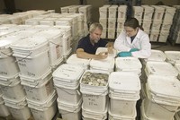 Số đồng xu được tìm thấy từ vụ đắm tàu năm 2007. Ảnh: Odyssey Marine Exploration.