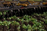 Máy cày phá nát thửa đậu đang xanh tốt tại một trang trại ở Florida. Ảnh: New York Times. 