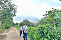 Nhà đầu tư đi săn đất rẫy.