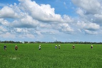 Người dân trên cánh đồng lúa tại huyện Tháp Mười, tỉnh Đồng Tháp.