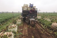 Người nông dân đang khó tiếp cận các sản bảo hiểm nông nghiệp.