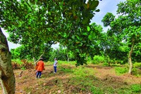 Nhà đầu tư từ TP.HCM đi săn đất tỉnh…