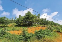 Nhà đầu tư đi xem đất nền ở tỉnh. Ảnh: Dũng Minh.