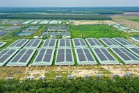 Giữa “tâm bão” ngành chăn nuôi, BAF nỗ lực giữ biên lợi nhuận 