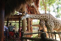 Du khách quốc tế thích thú khi tham quan Vinpearl Safari Phú Quốc. Ảnh: Thành Nguyễn.