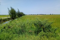 Quyết định mới của tỉnh Thừa Thiên Huế quy định diện tích tách thửa tối thiểu với nhiều loại đất cụ thể.