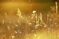 Giá vàng ngày 20/6: Bất ngờ lao dốc