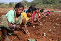 Địa chủ Ấn Độ hưởng lợi từ chính sách cho nông dân nghèo