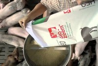 Dòng sản phẩm Bio-zeem “Xanh” (dòng trung cấp) cho heo và Bio-zeem cho gà thịt được Masan đưa ra vào cuối năm 2017 và bước đầu đã được thị trường chấp nhận